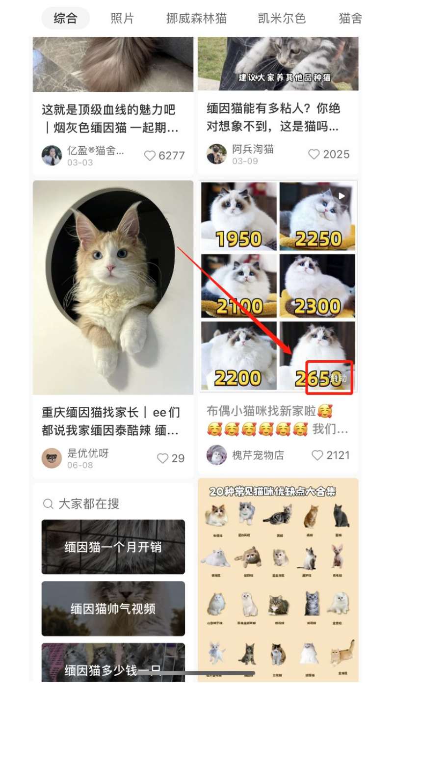 揭秘小猫咪活体小红书打粉项目，高客单价，每单利润 5000+ 认真坚持落地实操 轻松月入过万（篇二）-创客网